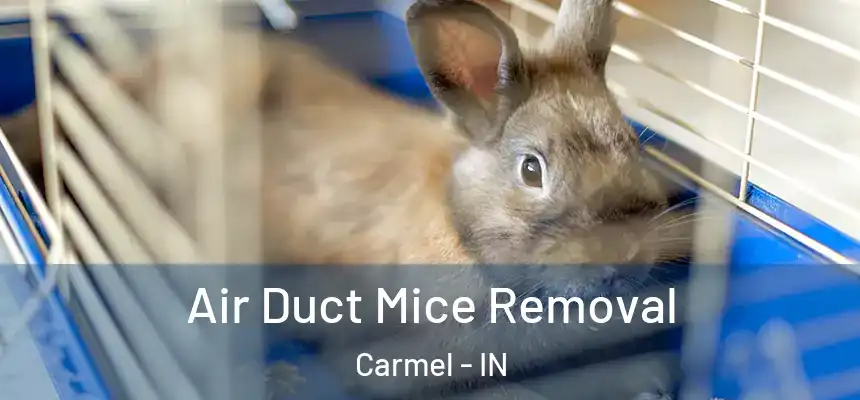 Air Duct Mice Removal Carmel - IN